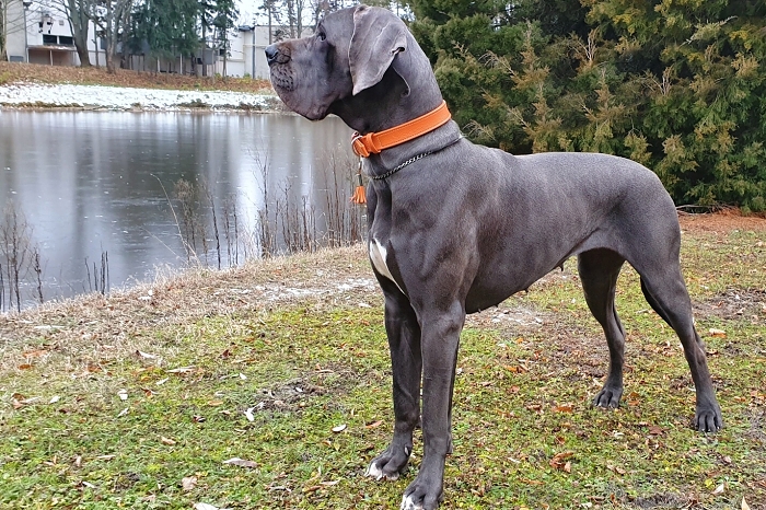 Meggie Blue