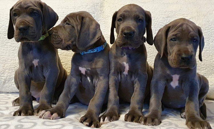 Litter Q 6 weeks