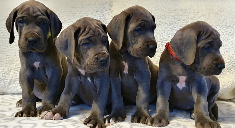 Litter Q 6 weeks