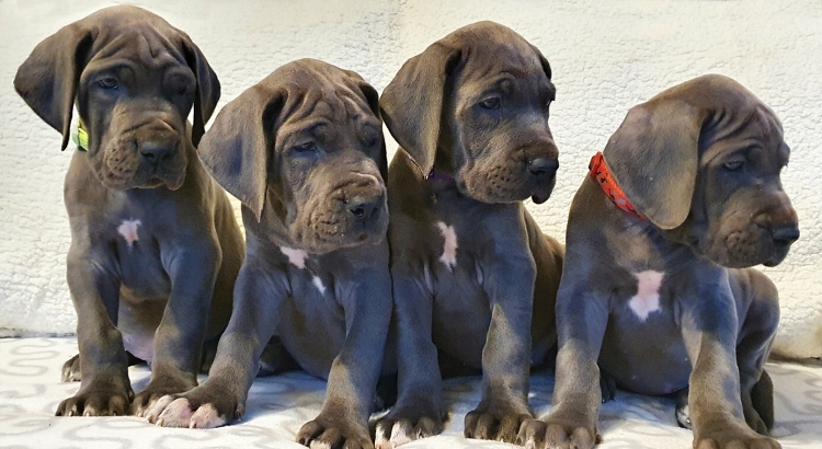 Litter Q 6 weeks