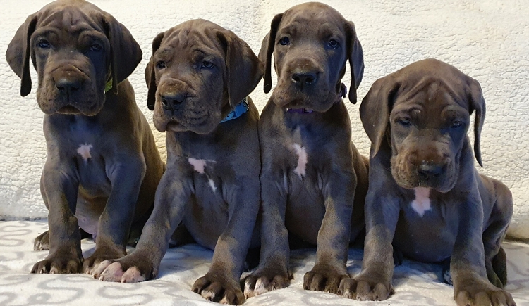 Litter Q 6 weeks