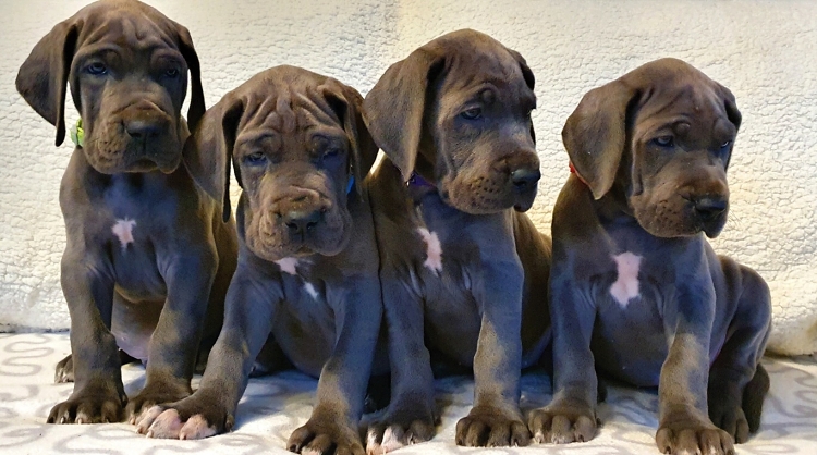 Litter Q 6 weeks