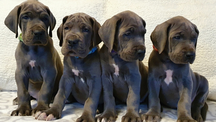 Litter Q 6 weeks