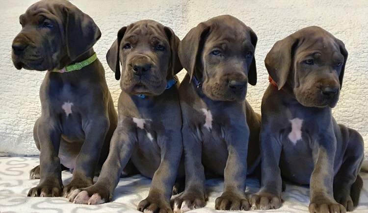 Litter Q 6 weeks