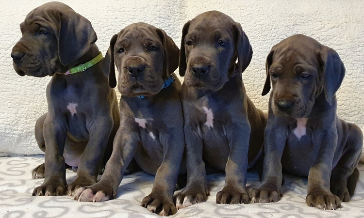 Litter Q 6 weeks