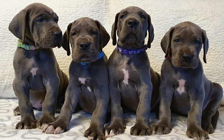 Litter Q 6 weeks