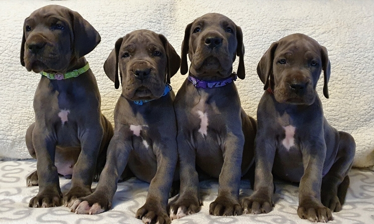 Litter Q 6 weeks