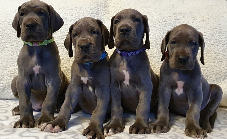 Litter Q 6 weeks