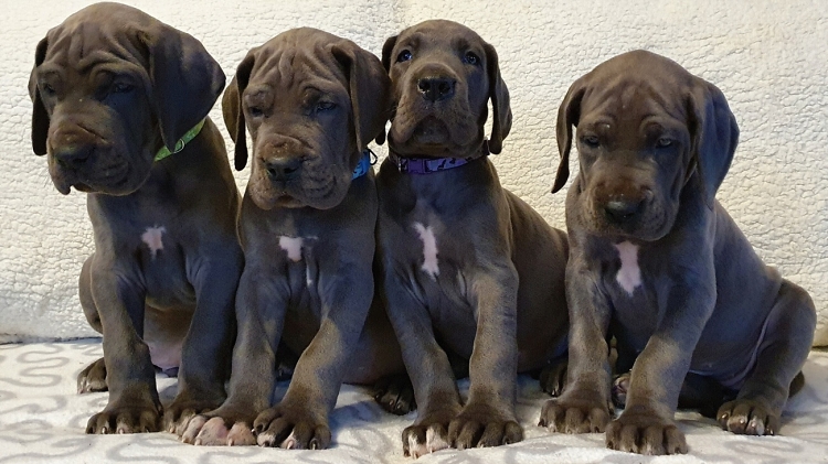 Litter Q 6 weeks