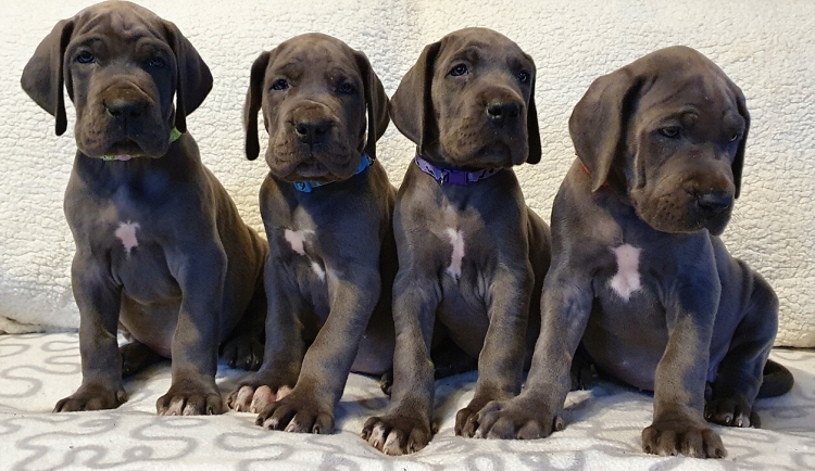 Litter Q 6 weeks