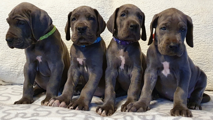 Litter Q 6 weeks