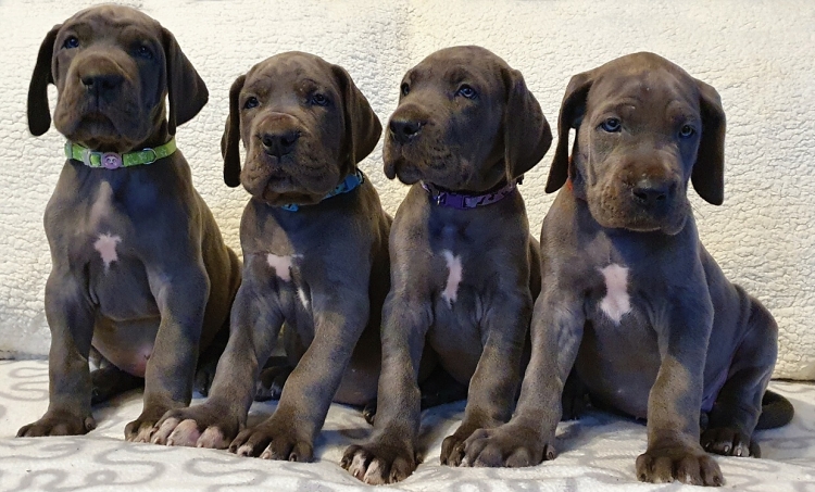 Litter Q 6 weeks