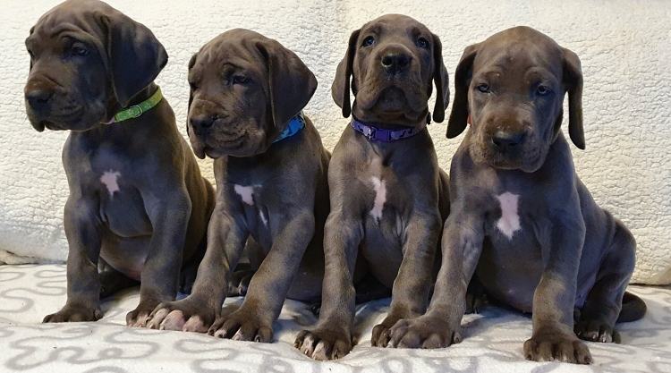 Litter Q 6 weeks