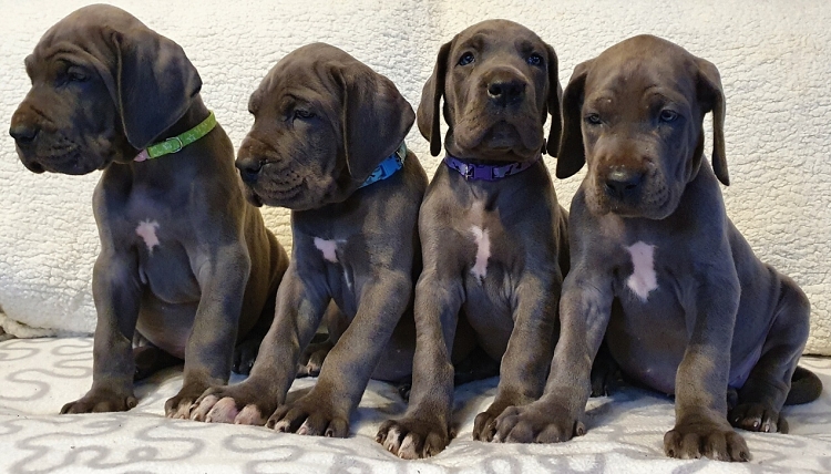 Litter Q 6 weeks