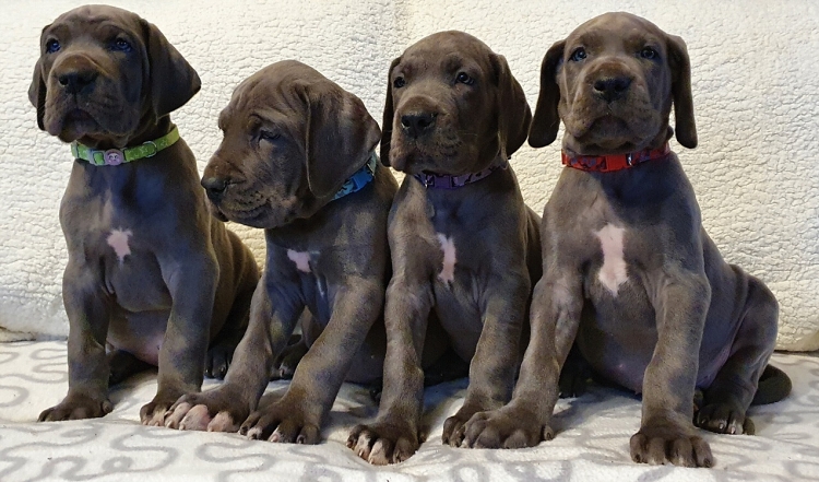 Litter Q 6 weeks