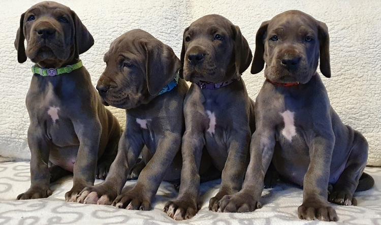 Litter Q 6 weeks