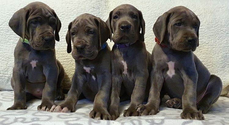 Litter Q 6 weeks