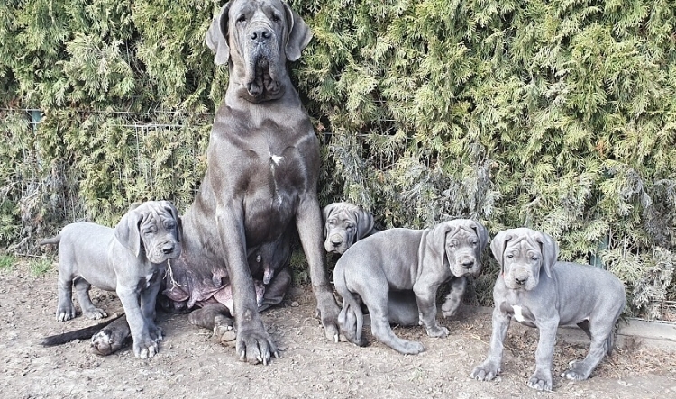 Litter Q 7 weeks