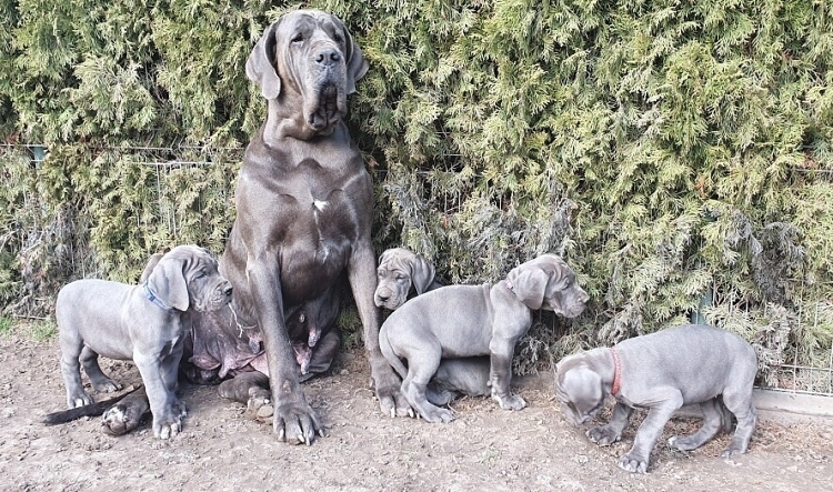 Litter Q 7 weeks