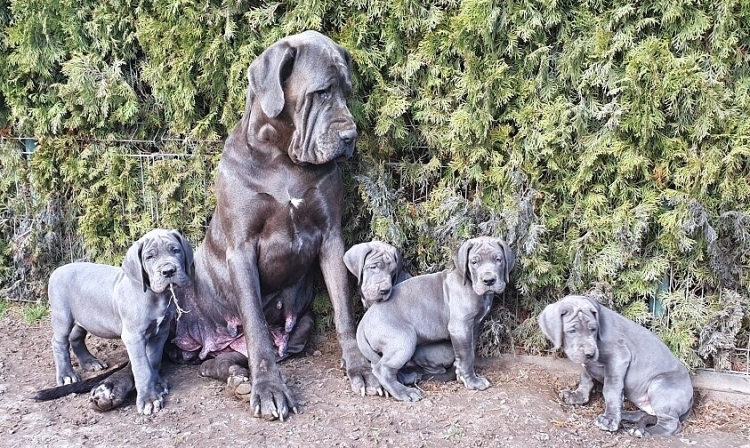 Litter Q 7 weeks