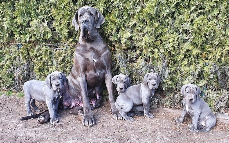 Litter Q 7 weeks