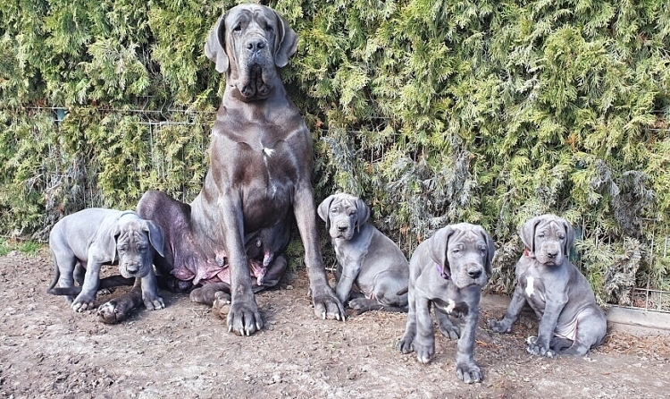 Litter Q 7 weeks