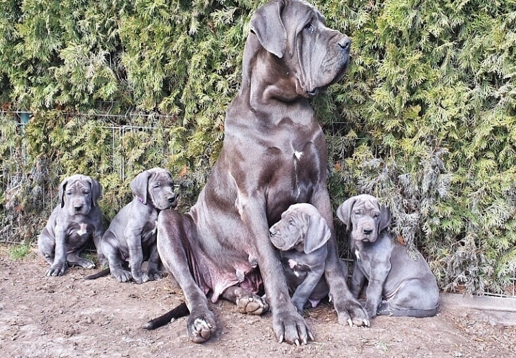 Litter Q 7 weeks