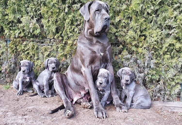 Litter Q 7 weeks