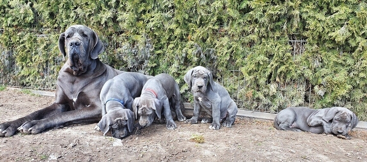 Litter Q 7 weeks