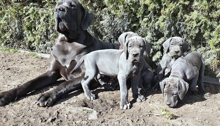 Litter Q 7 weeks