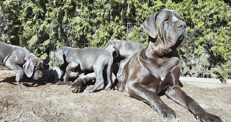 Litter Q 7 weeks