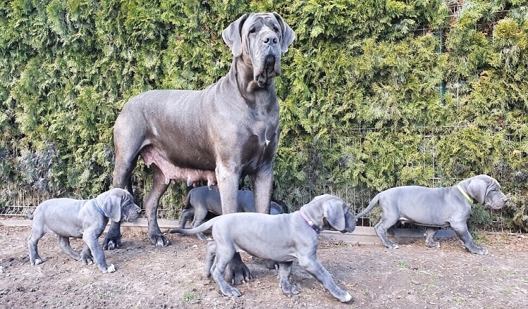 Litter Q 7 weeks