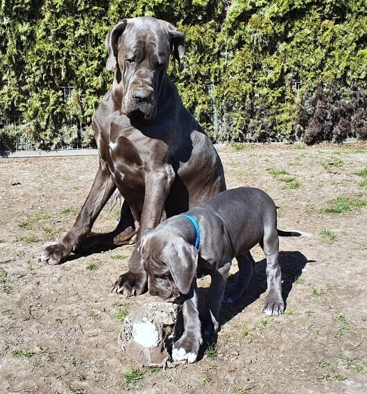 Litter Q 2 months