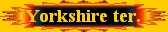 Yorkshire terrier